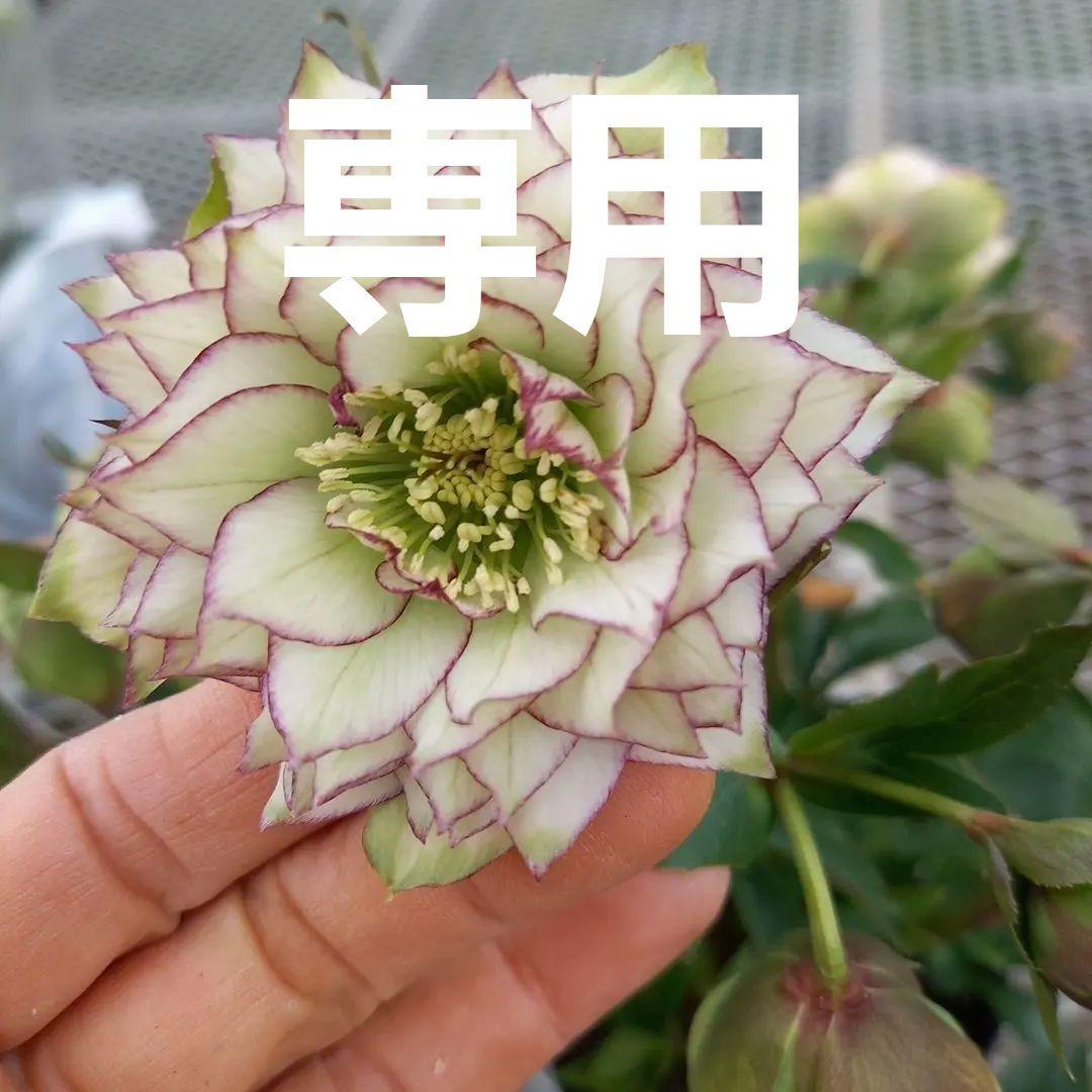 専用、値下げ！人気のピコティ変わり咲き⭐クリスマスローズ、大苗、開花株