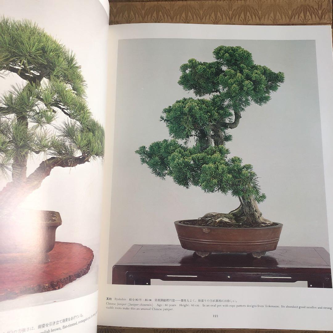 皇居の盆栽