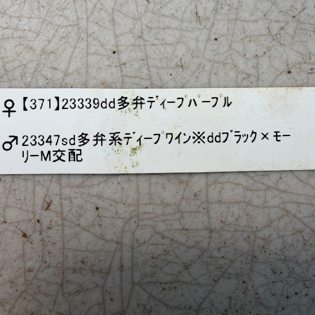 クリスマスローズ　セミダブル　ブラック