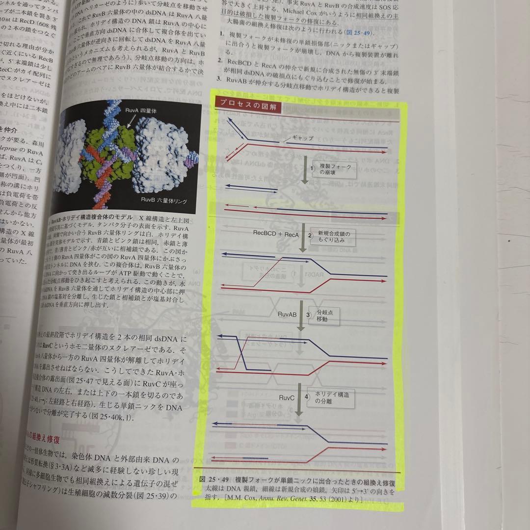 ヴォート基礎生化学 第5版 東京化学同人 ケース付き Donald Voet