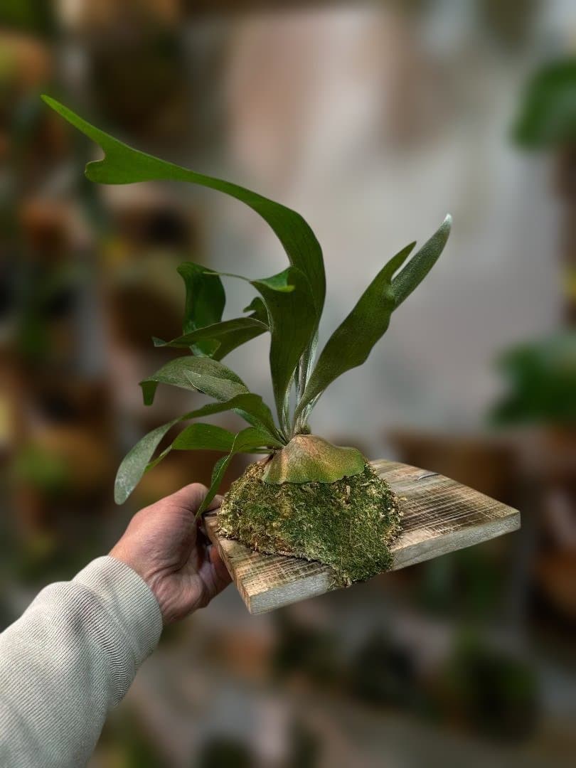 ビカクシダ キヨヒメ　Platycerium 清姫
