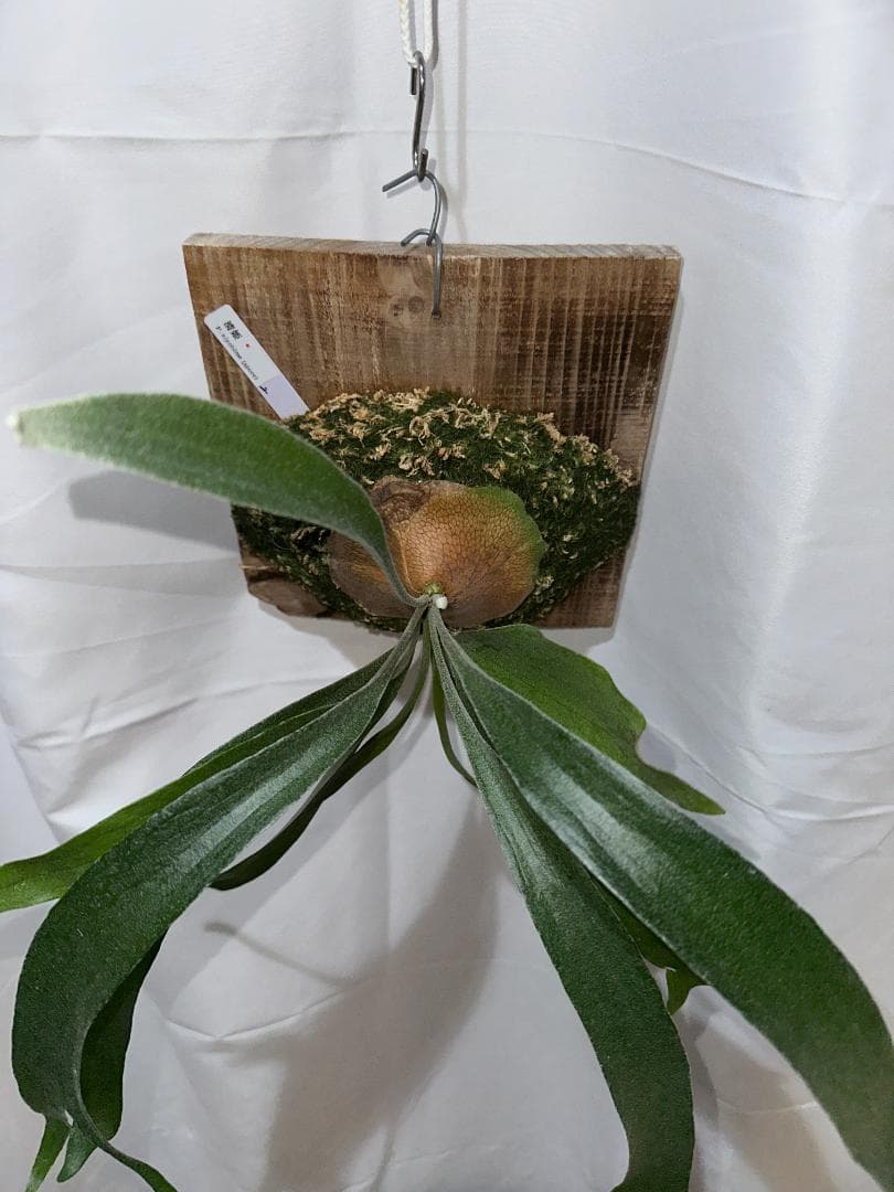 ビカクシダ キヨヒメ　Platycerium 清姫