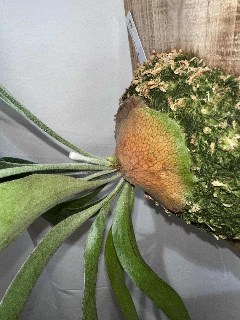 ビカクシダ キヨヒメ　Platycerium 清姫