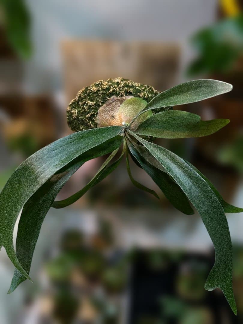 ビカクシダ キヨヒメ　Platycerium 清姫
