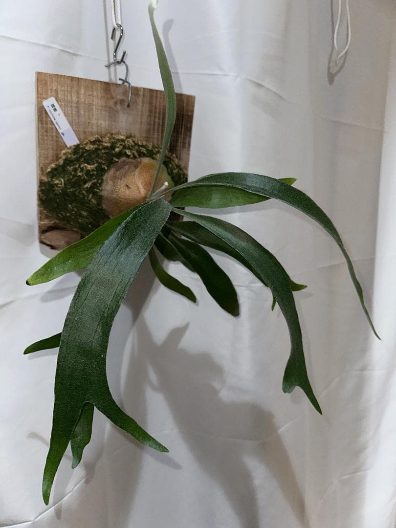 ビカクシダ キヨヒメ　Platycerium 清姫