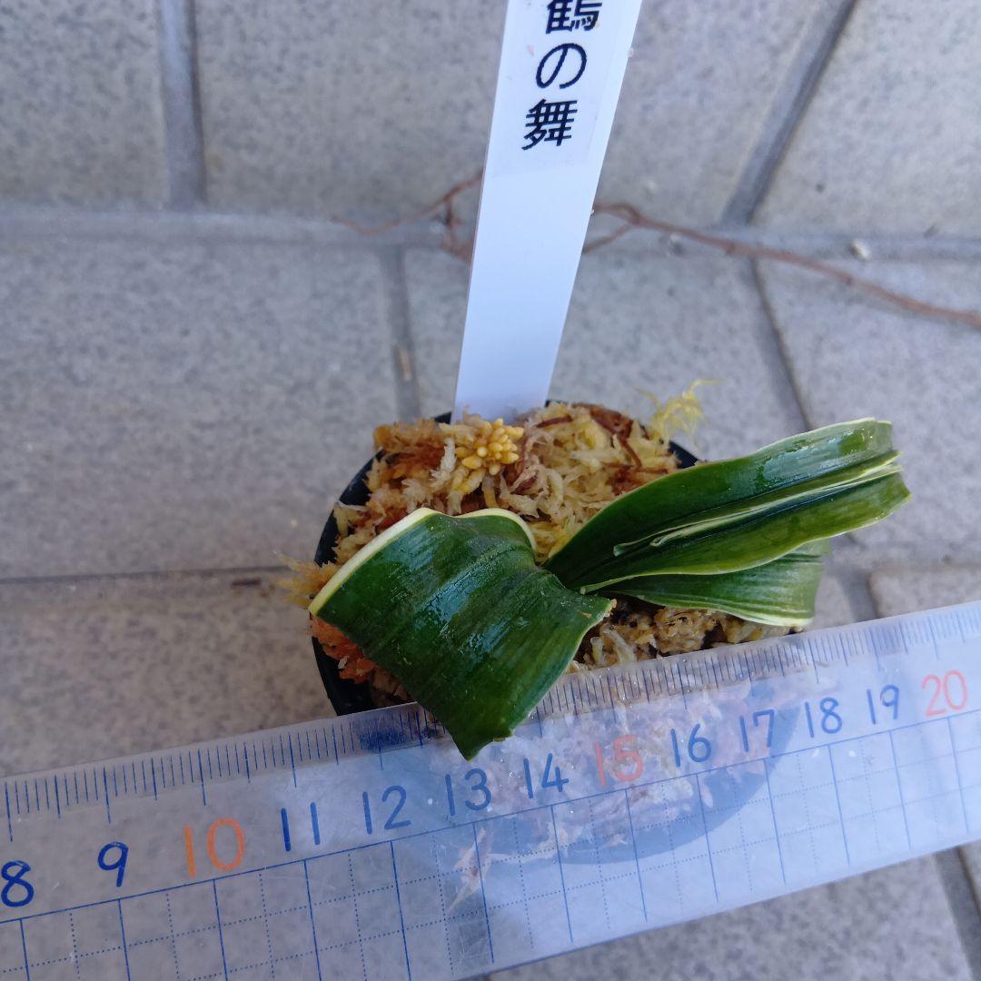 万年青　おもと　鶴の舞