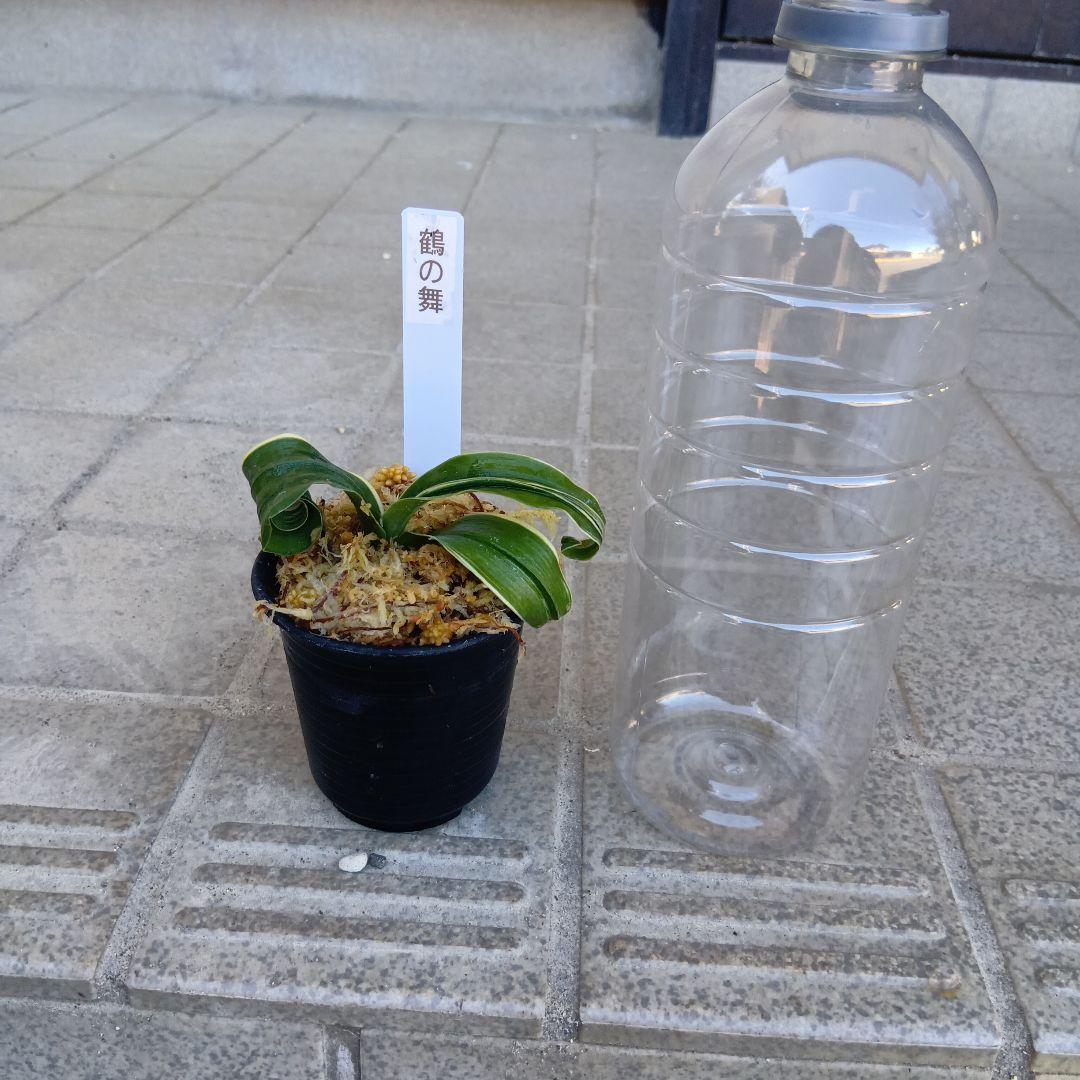 万年青　おもと　鶴の舞