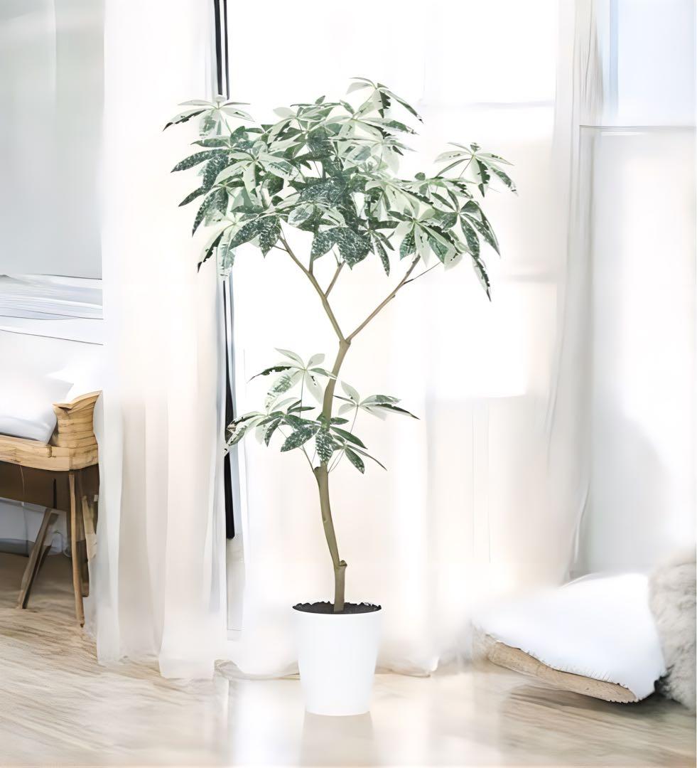 光触媒　人工観葉植物　フェイクグリーン　パキラミルキーウェイ150FST