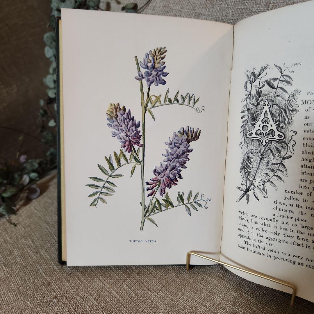 植物図鑑　洋書　古書　アンティーク　Familar Wild Flowers②