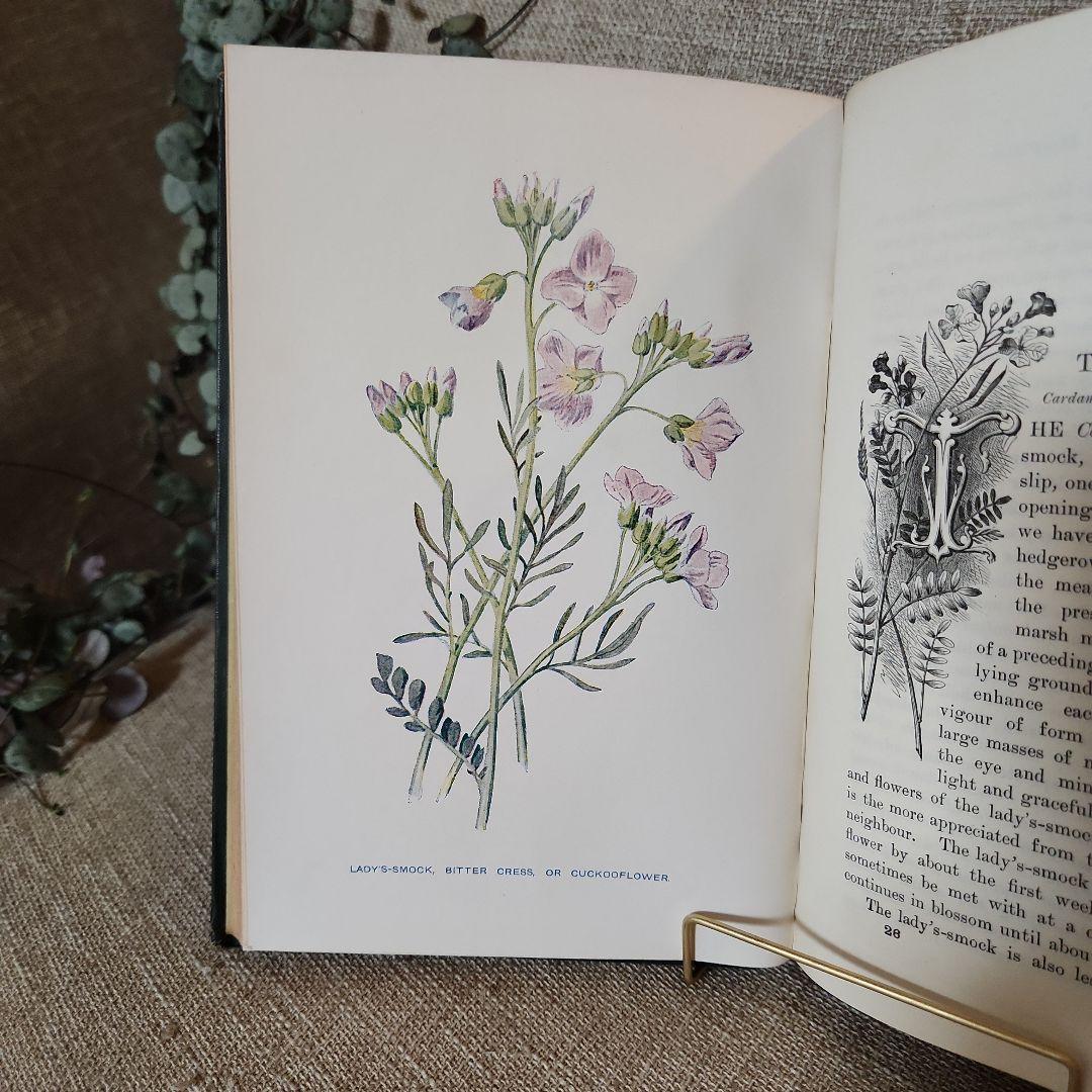植物図鑑　洋書　古書　アンティーク　Familar Wild Flowers②