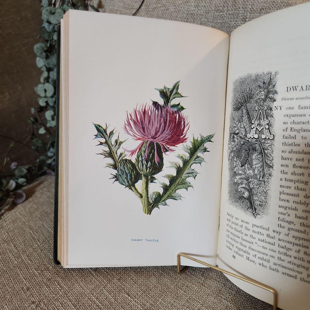 植物図鑑　洋書　古書　アンティーク　Familar Wild Flowers②