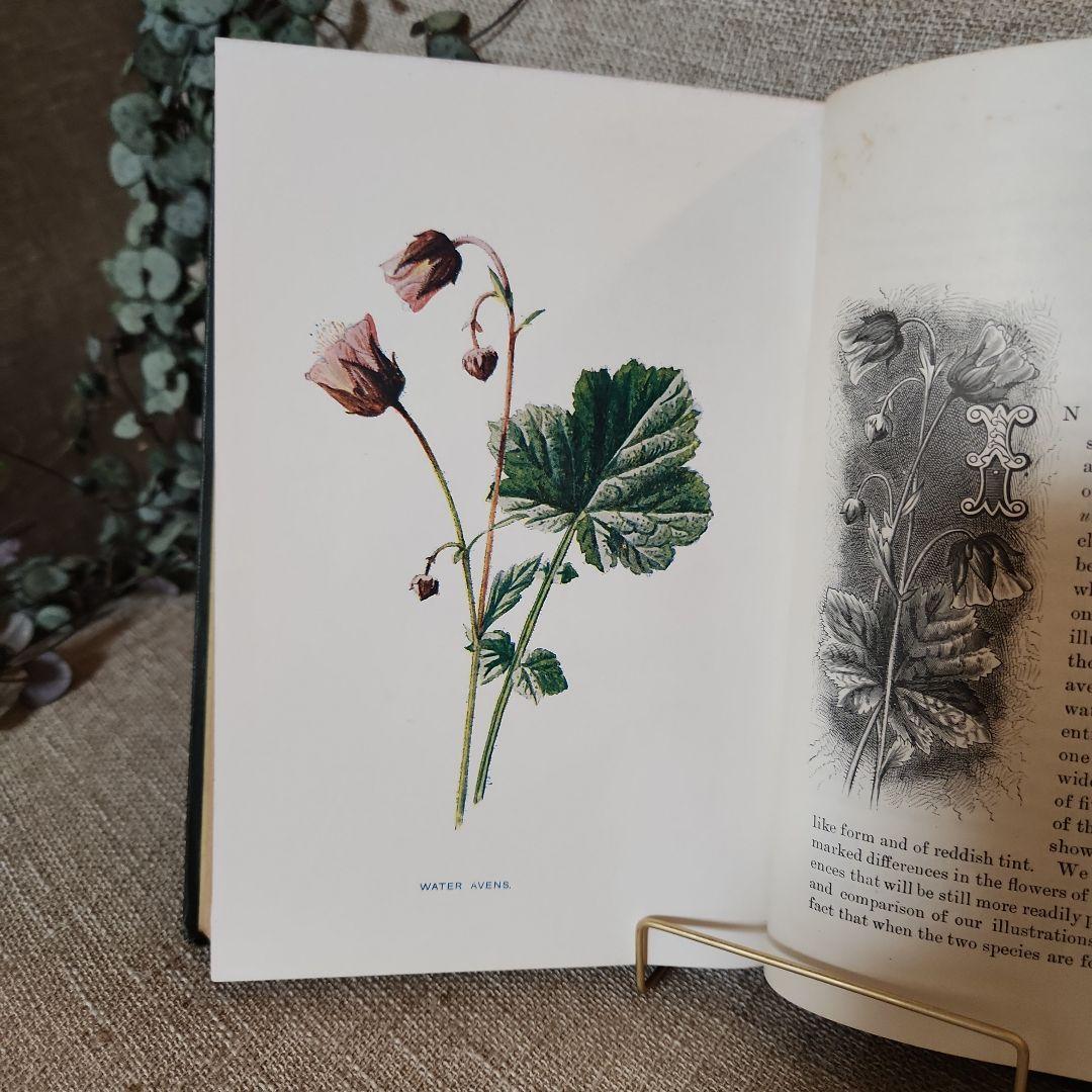 植物図鑑　洋書　古書　アンティーク　Familar Wild Flowers②