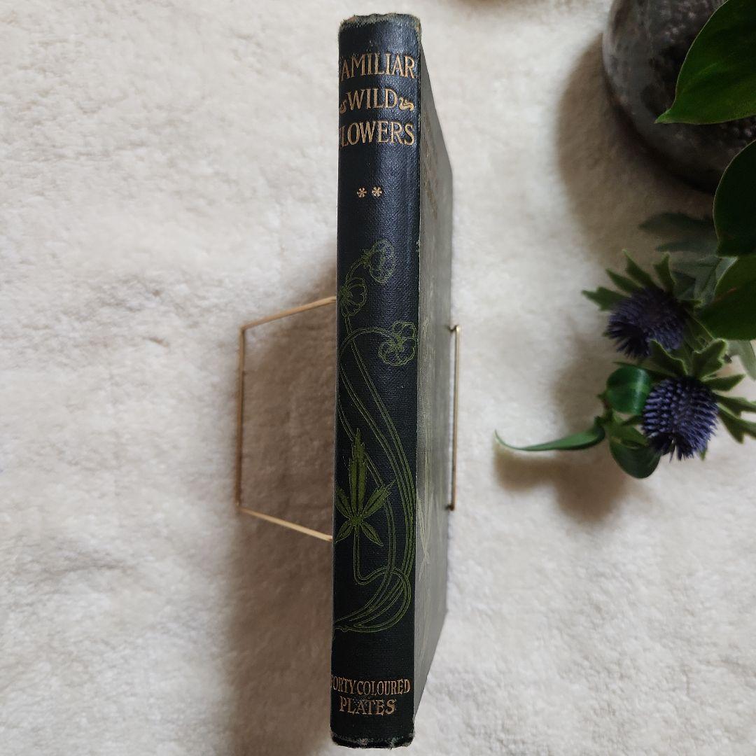 植物図鑑　洋書　古書　アンティーク　Familar Wild Flowers②