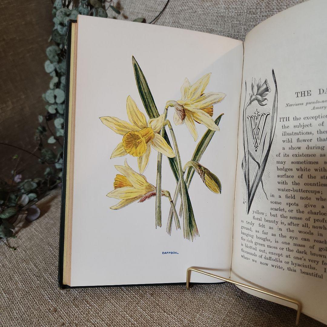 植物図鑑　洋書　古書　アンティーク　Familar Wild Flowers②
