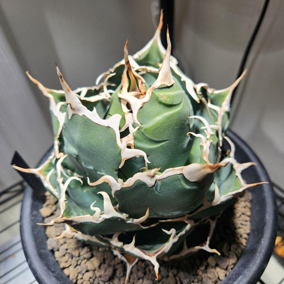 358＊コレクション株＊【2.7写真更新】アガベ チタノタ 白鯨 親株