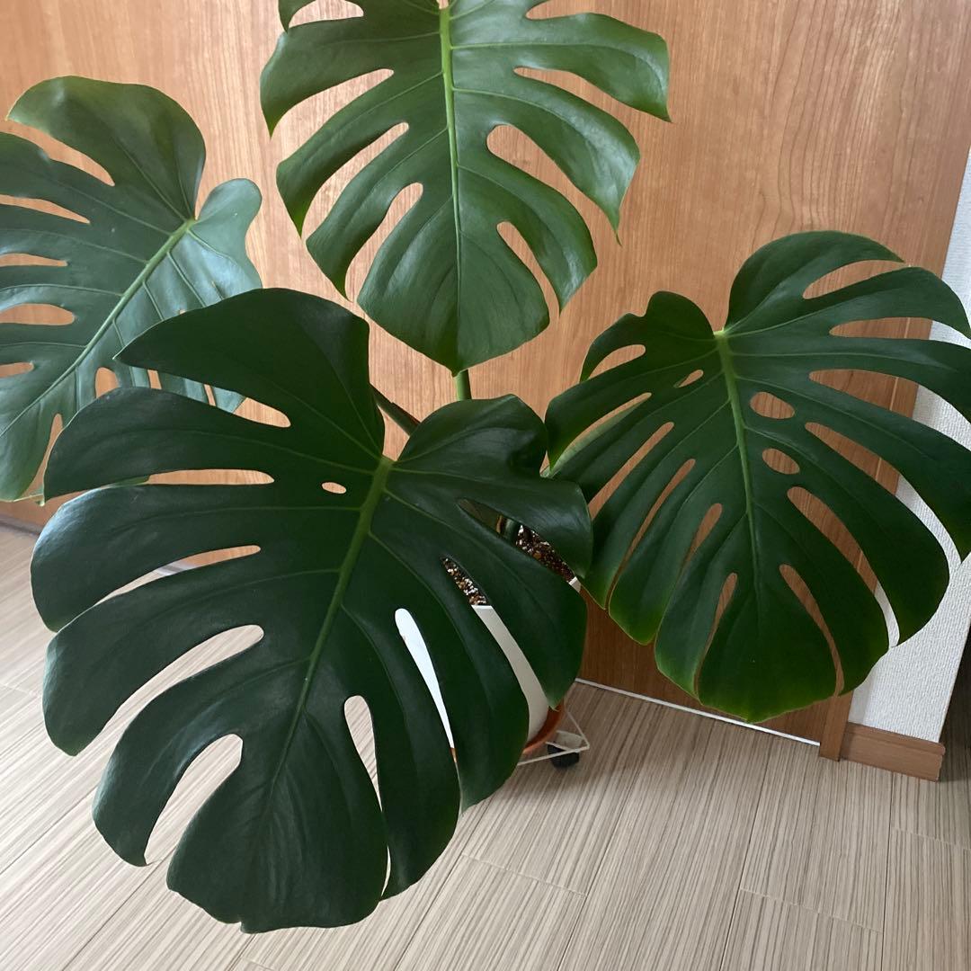 手渡しのみ　モンステラ　鉢ごと　植え替え済み