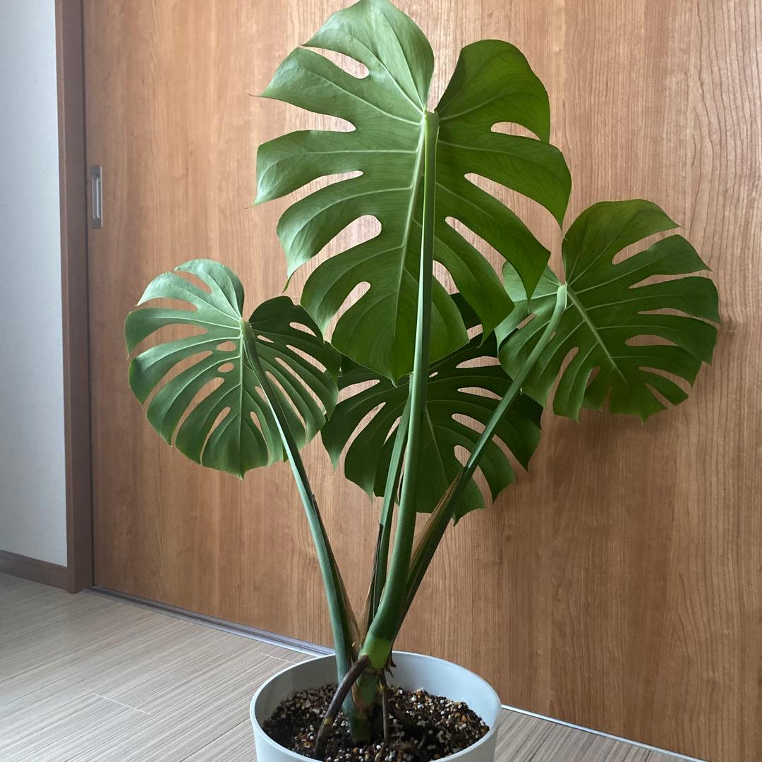 手渡しのみ　モンステラ　鉢ごと　植え替え済み