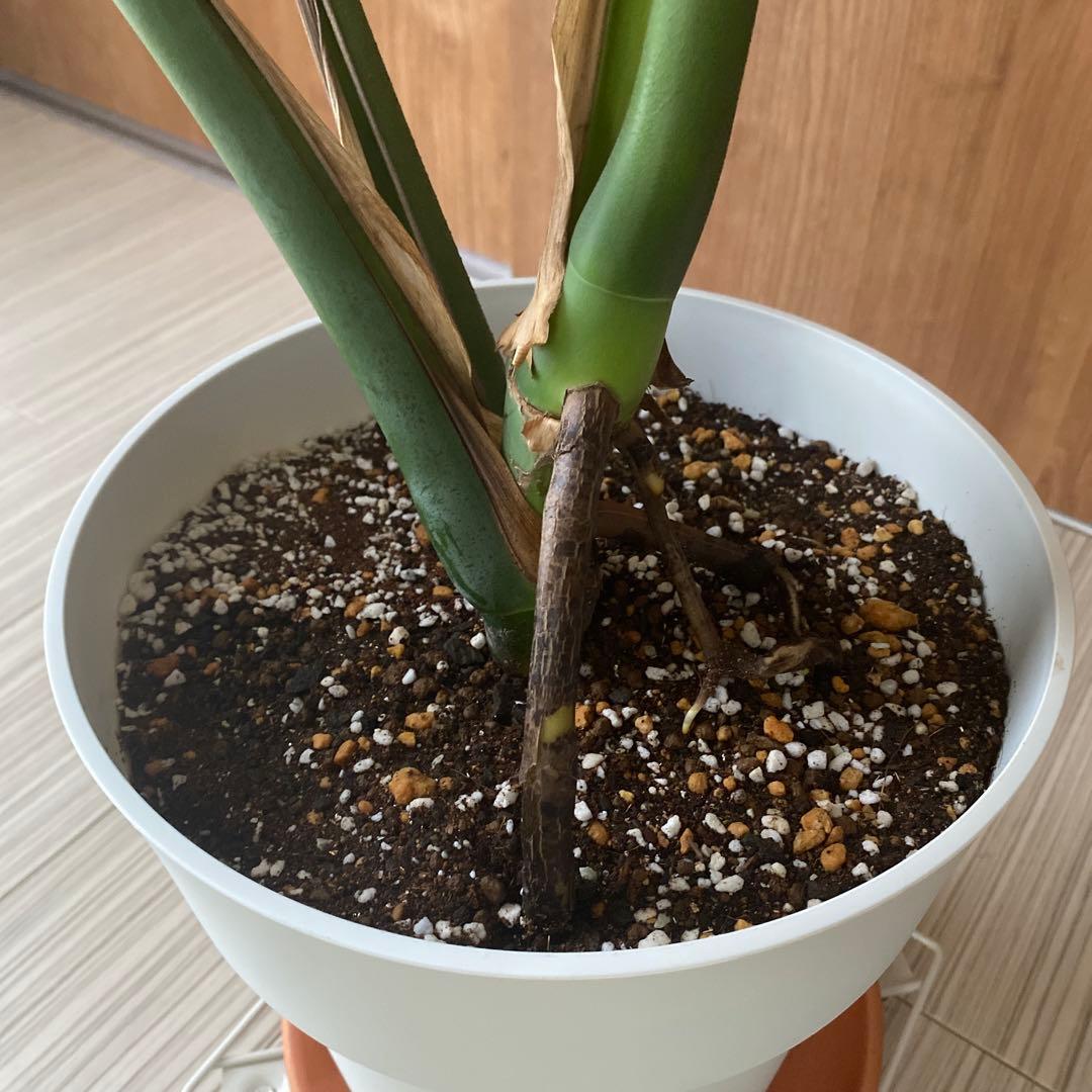 手渡しのみ　モンステラ　鉢ごと　植え替え済み