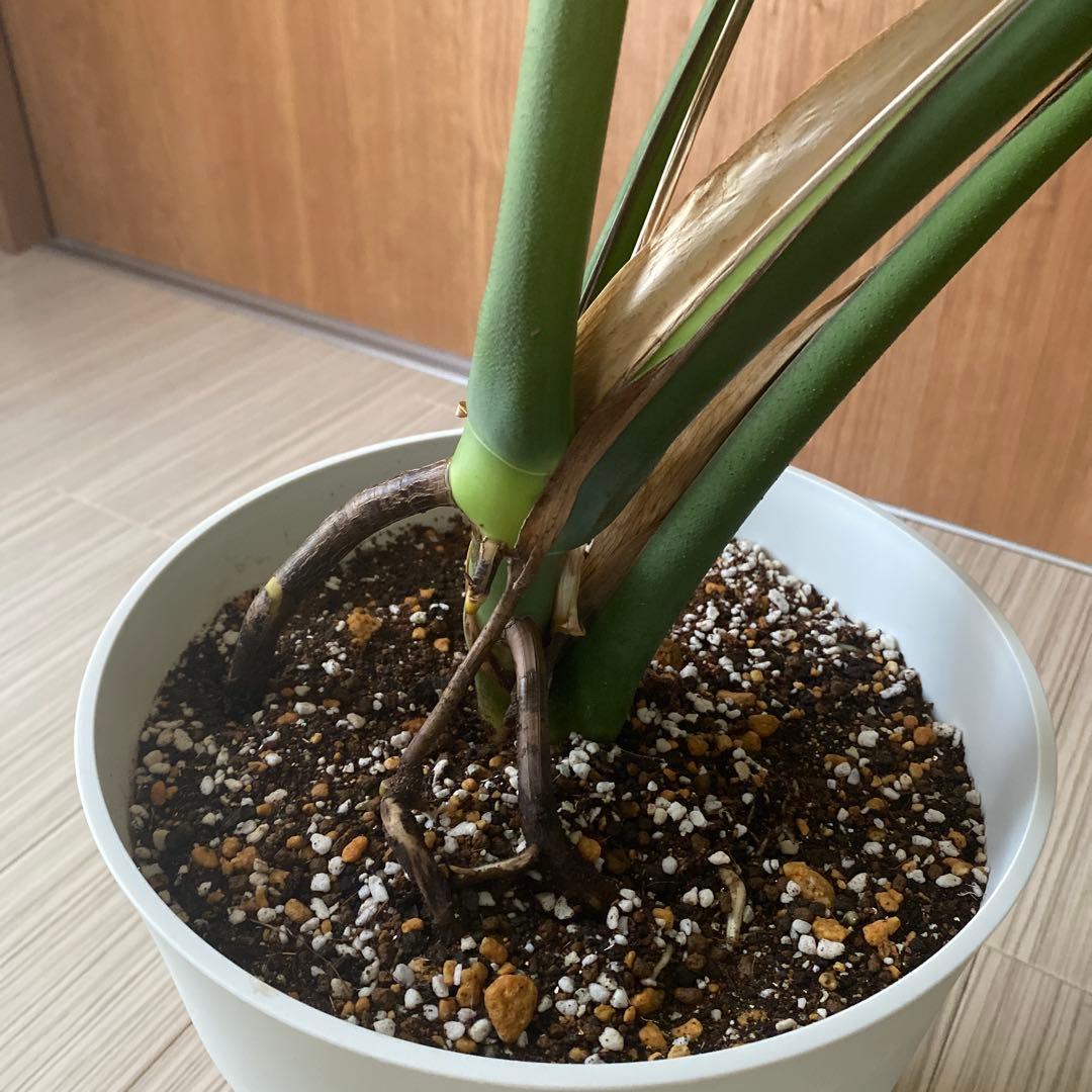 手渡しのみ　モンステラ　鉢ごと　植え替え済み
