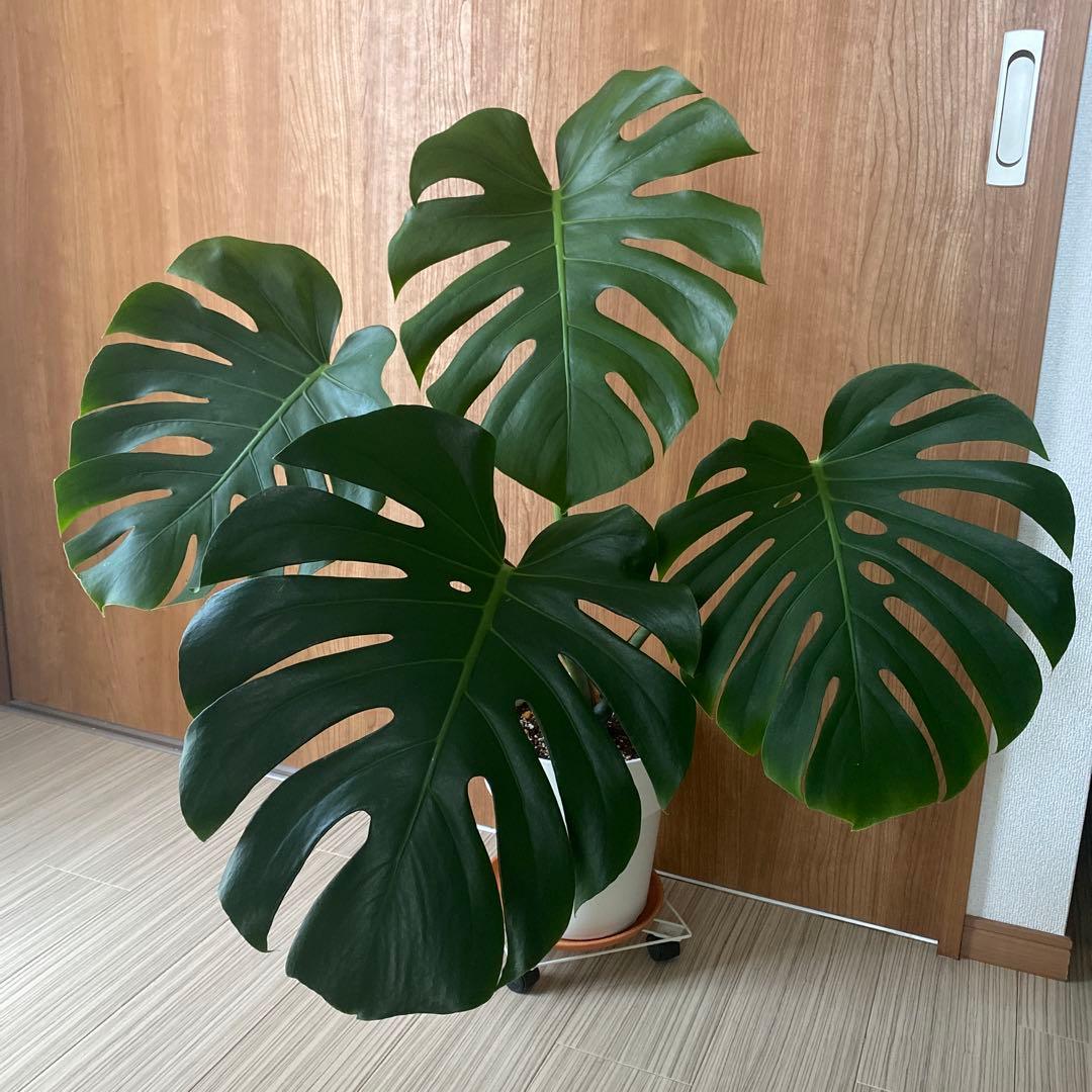 手渡しのみ　モンステラ　鉢ごと　植え替え済み