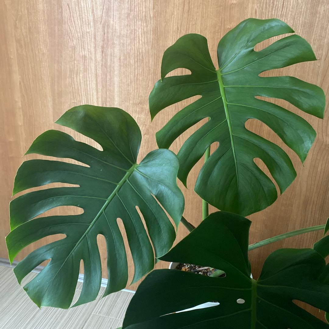 手渡しのみ　モンステラ　鉢ごと　植え替え済み