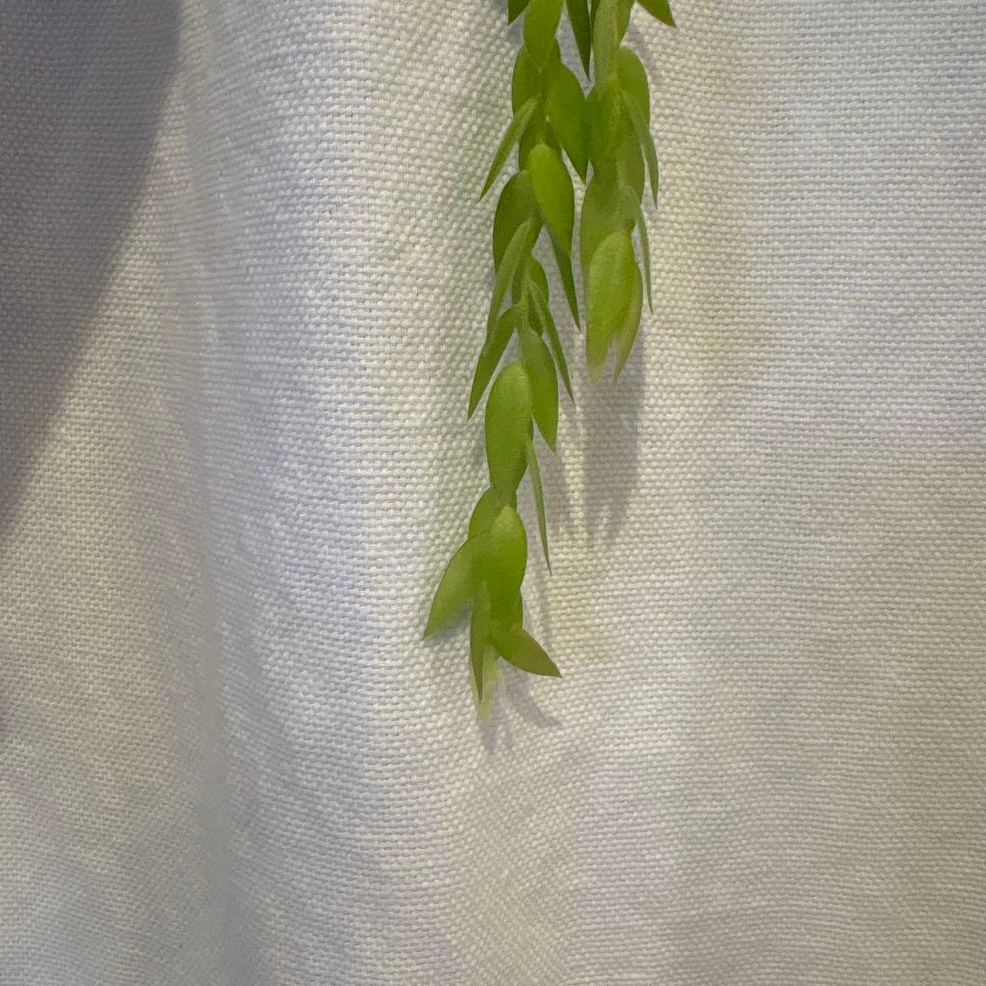 その他観葉植物 Ceratostema rauhii 5