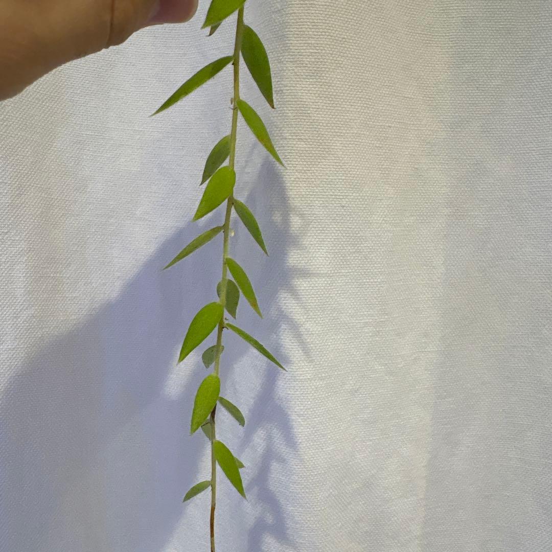 その他観葉植物 Ceratostema rauhii 5