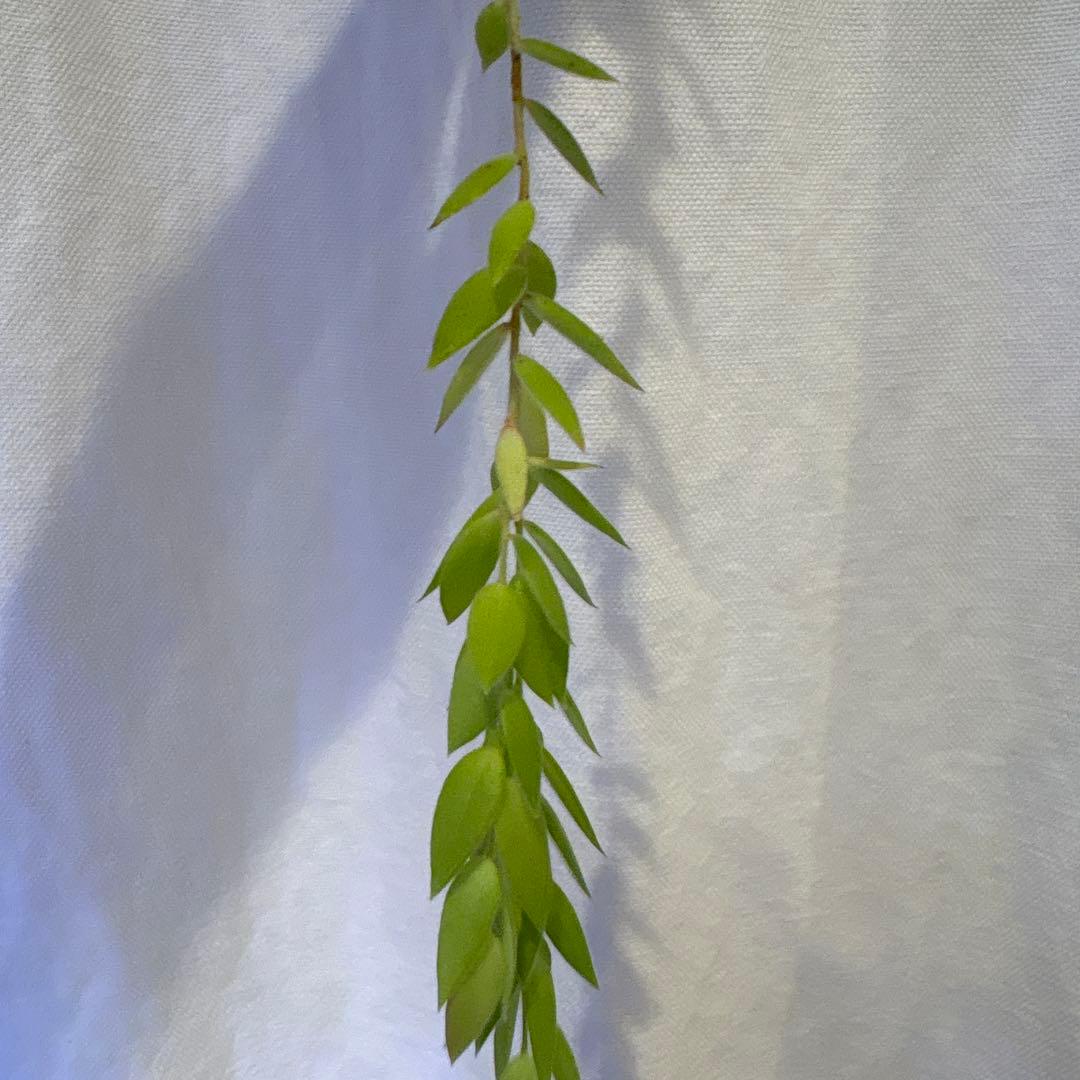 その他観葉植物 Ceratostema rauhii 5