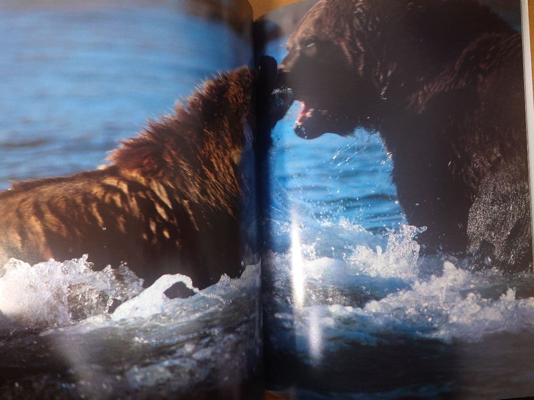 【美品】星野道夫　GRIZZLY & MOOSE 写真集2冊セット
