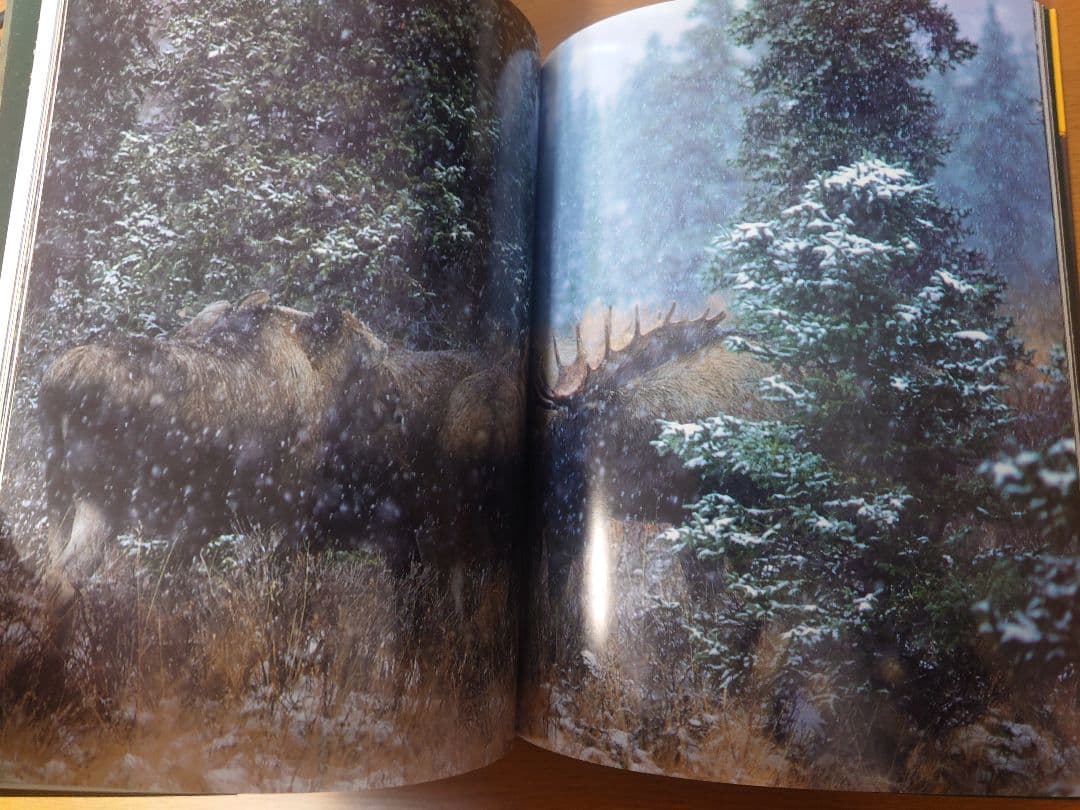 【美品】星野道夫　GRIZZLY & MOOSE 写真集2冊セット
