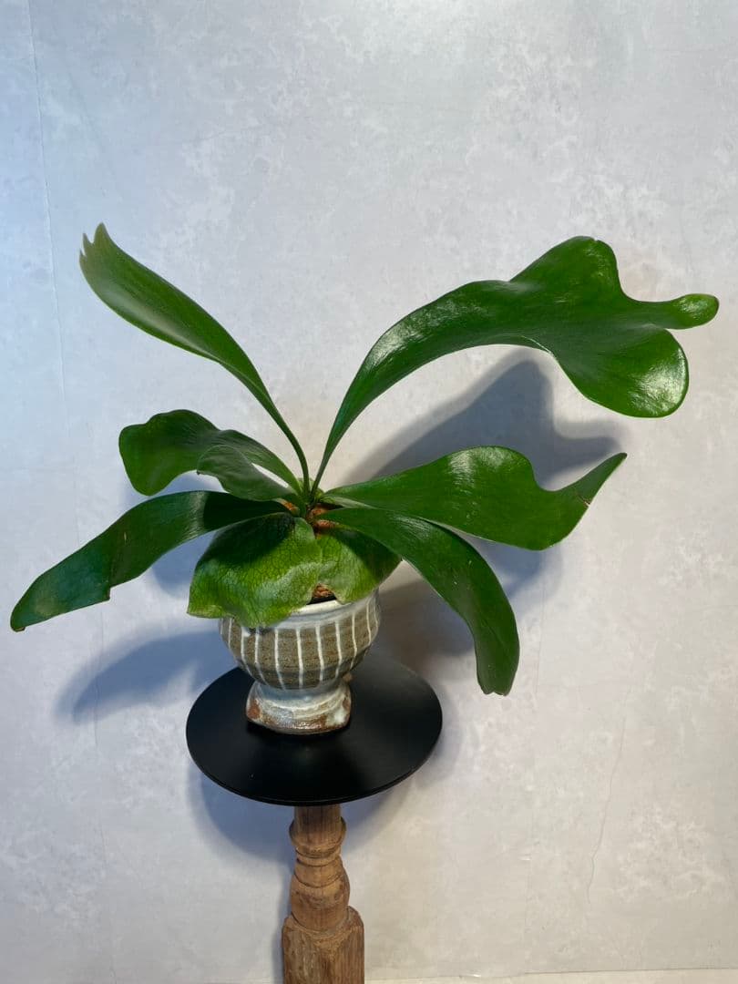 流花