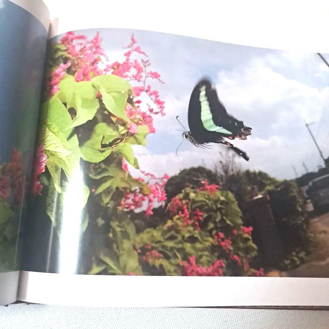 蝶の道 Butterflies