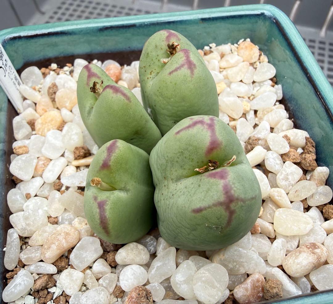 多肉植物 コノフィツム 桃割娘 四頭