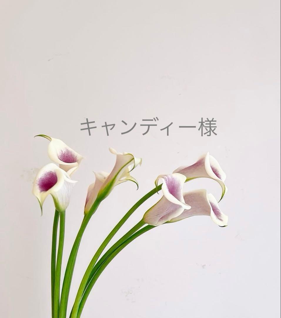 キャンディー