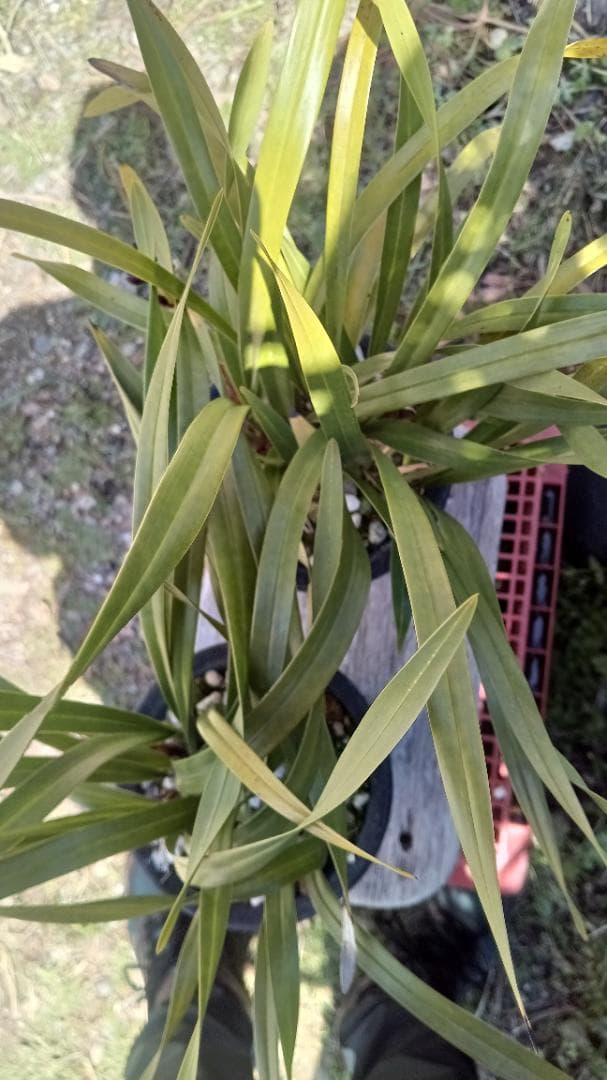 キンリョウヘンA-7 花芽1づつ付き2鉢セット