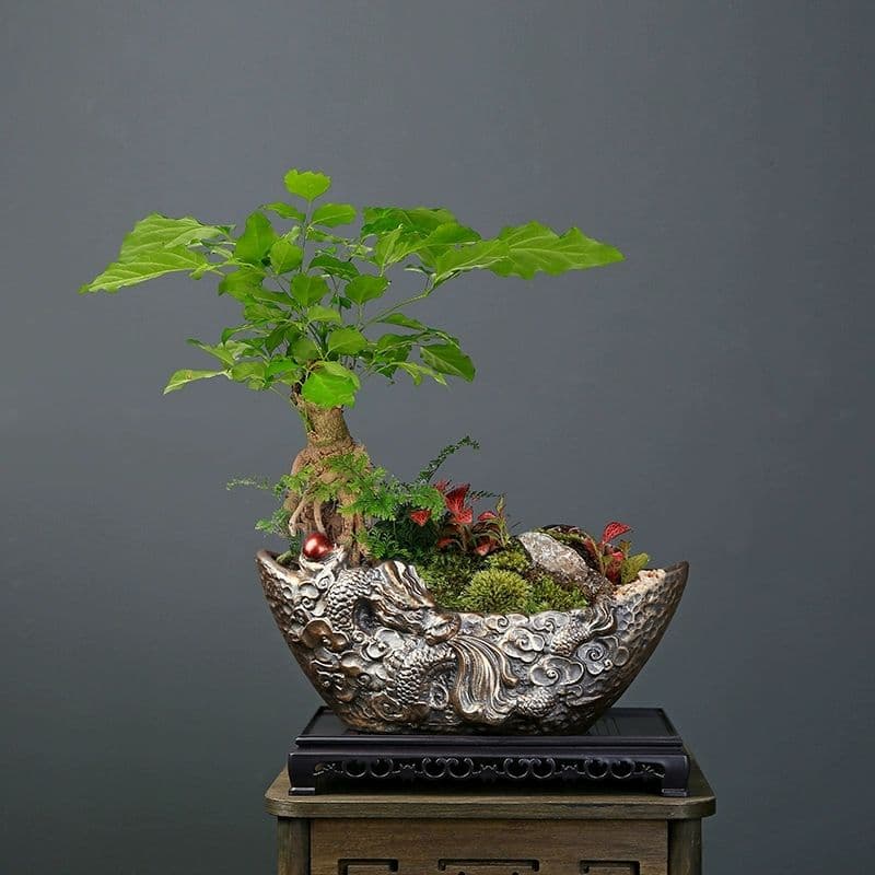 多肉大口径植木鉢 陶磁器 盆栽鉢 植木鉢 小品盆栽鉢 大品盆栽鉢