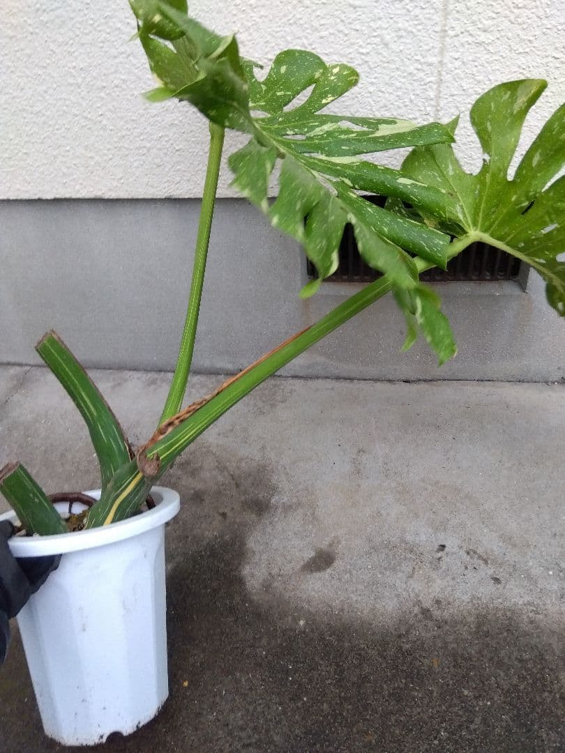 ぶん　同梱価格