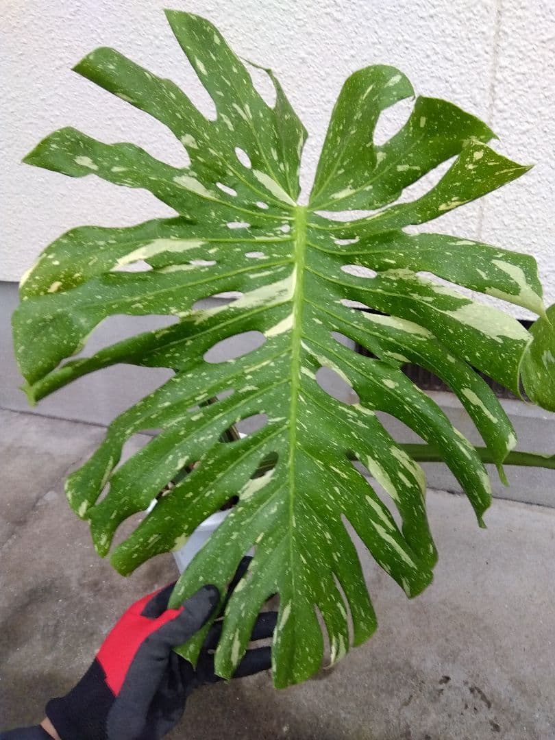ぶん　同梱価格