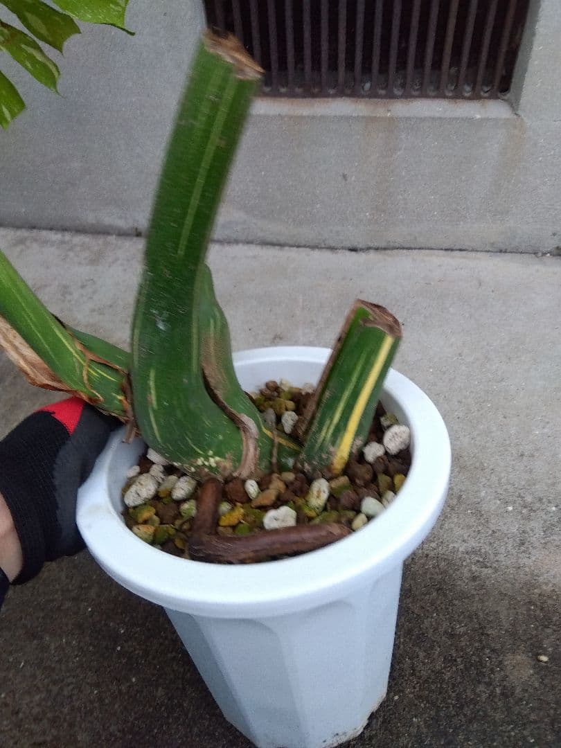 ぶん　同梱価格
