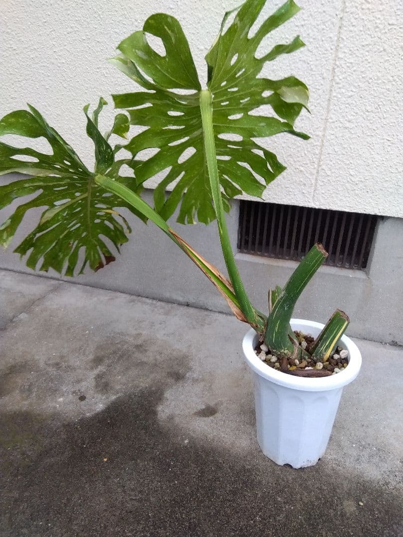 ぶん　同梱価格