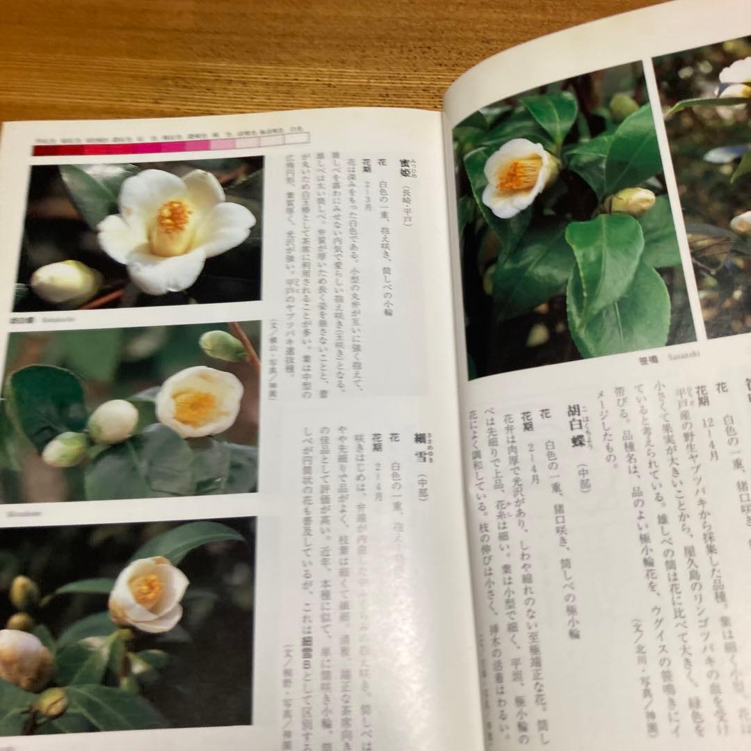 日本の椿花