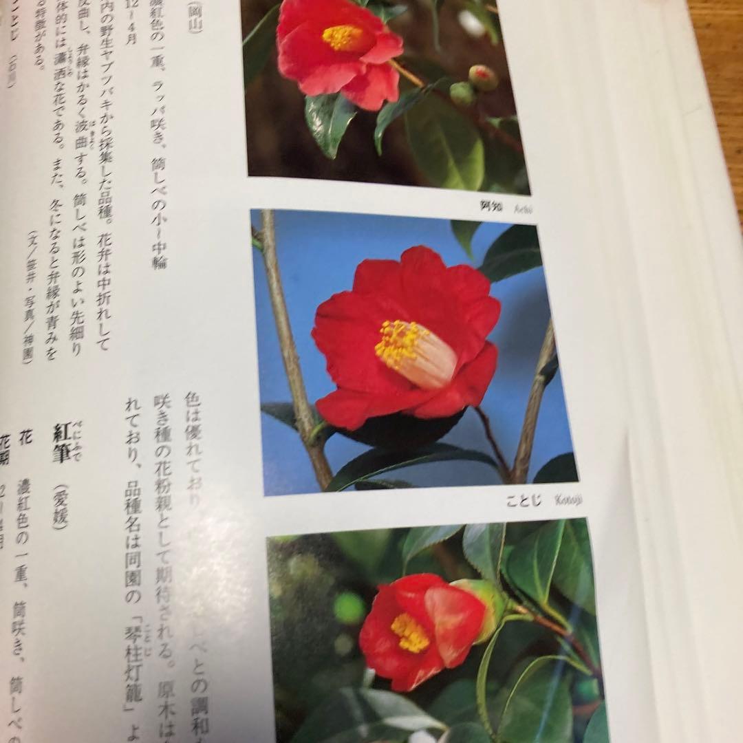 日本の椿花