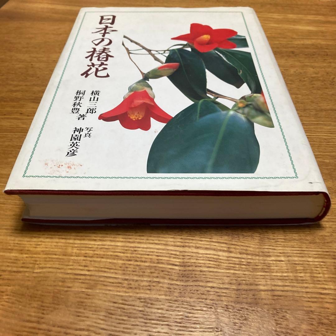 日本の椿花