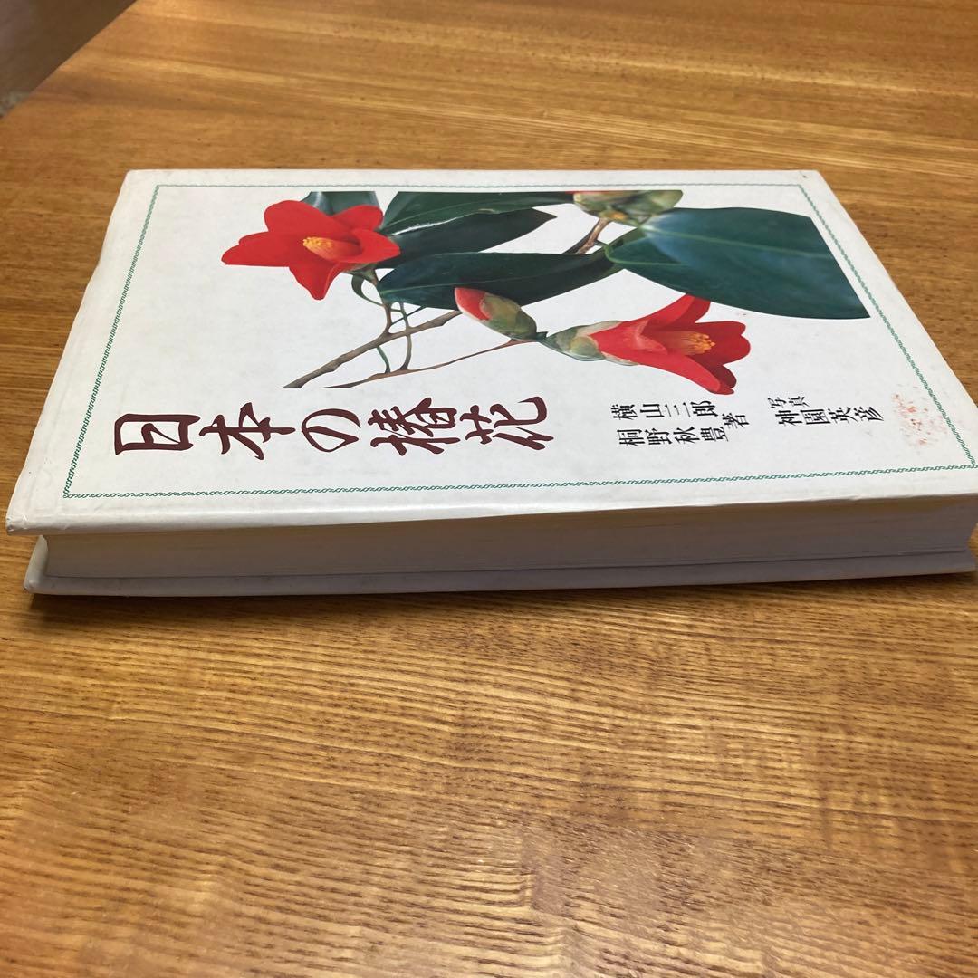 日本の椿花