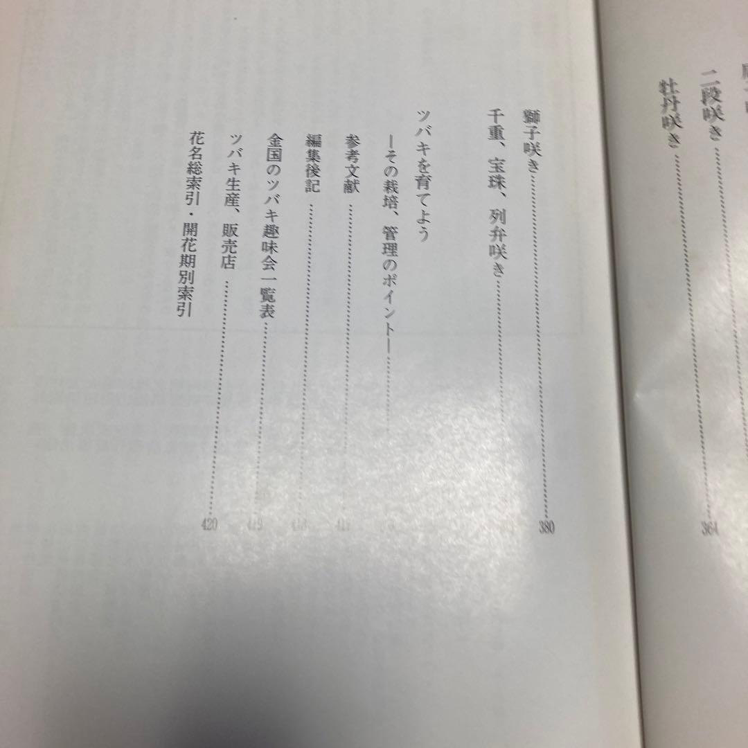 日本の椿花
