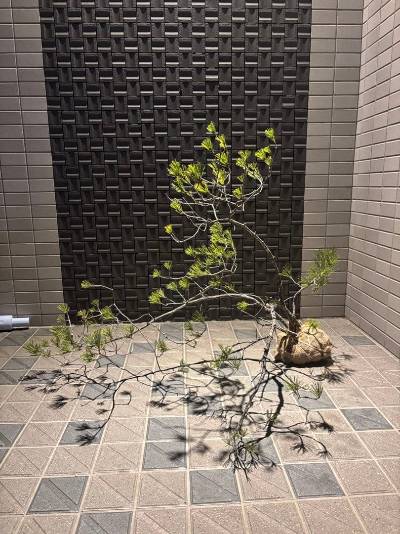 松の盆栽　赤松