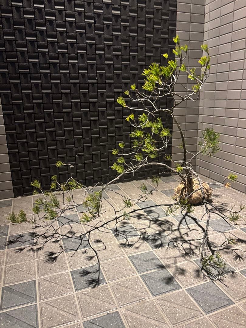 松の盆栽　赤松