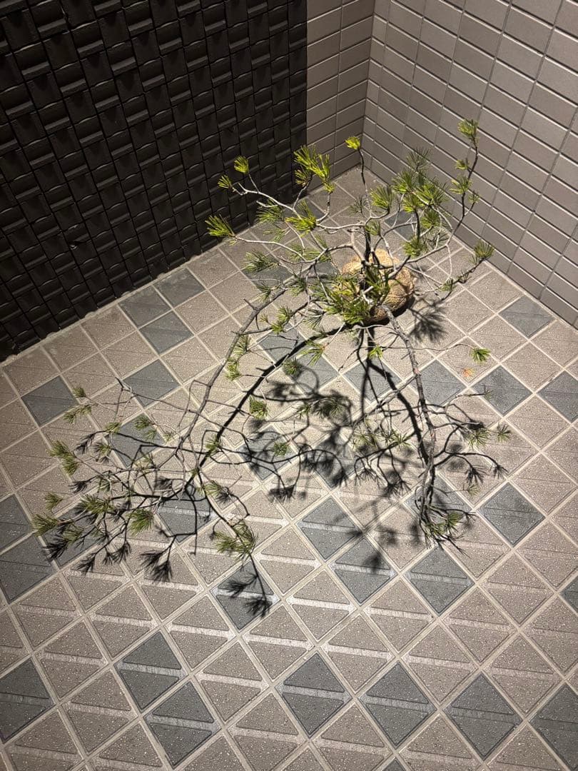 松の盆栽　赤松