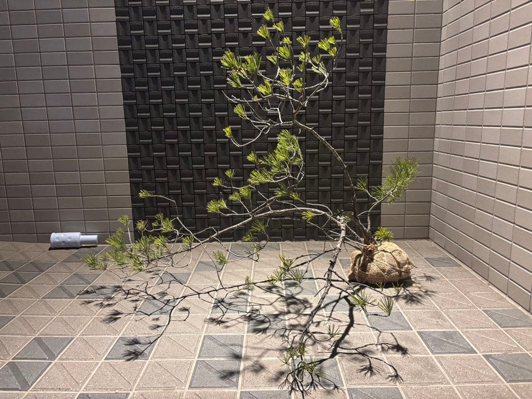 松の盆栽　赤松