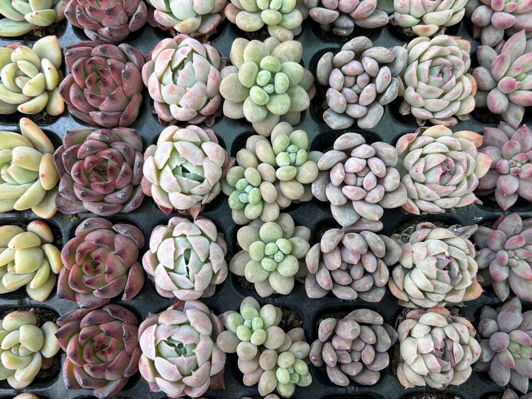 多肉植物 プラグ苗 セル苗 15種類 105個 セット⑰ エケベリア 韓国苗